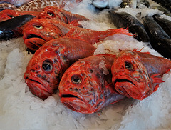 Auckland Fish Market 3