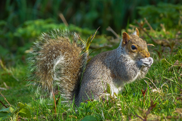 Squirrel in the Park 09