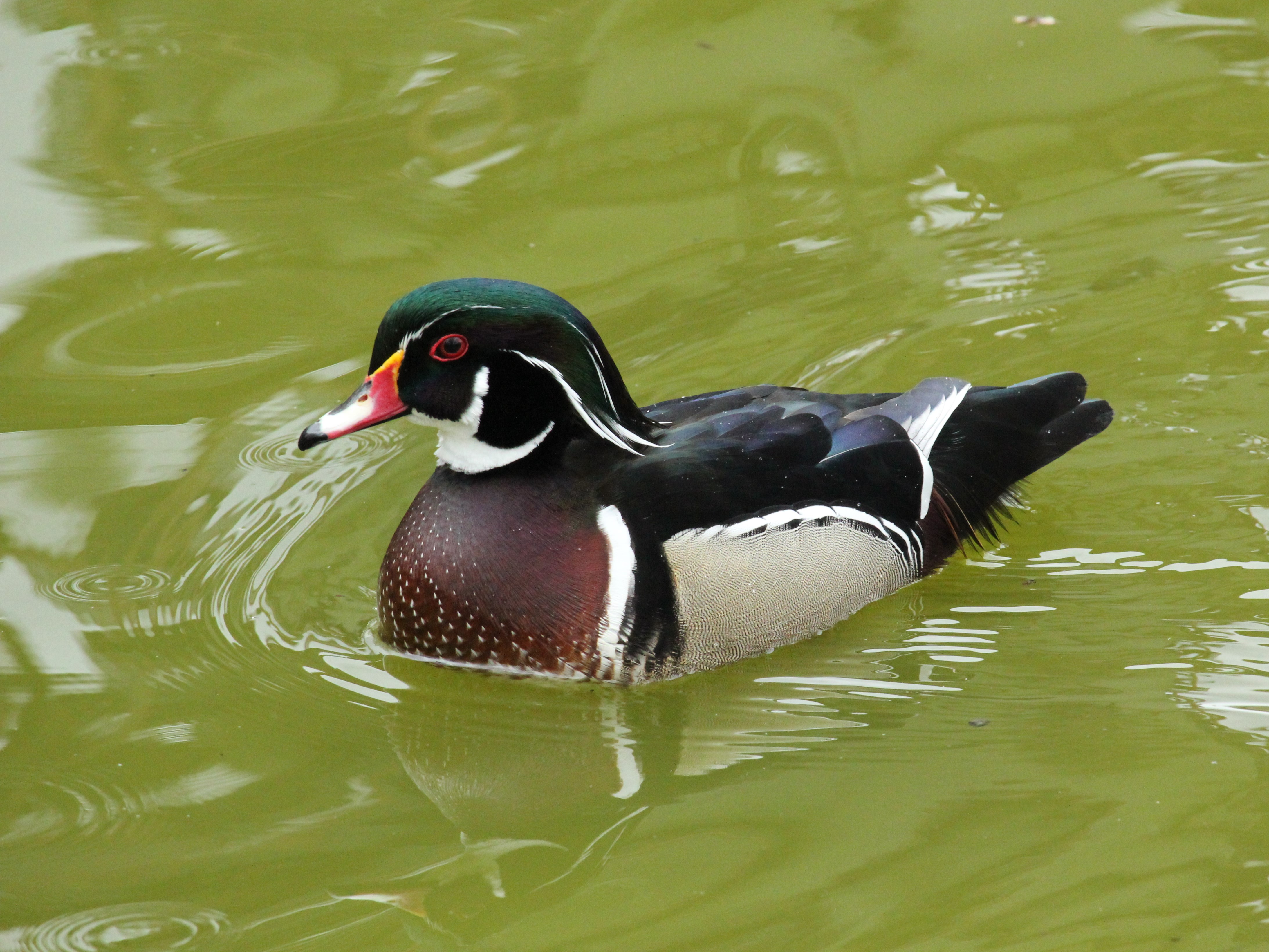 Canard carolin = Aix sponsa, Parc des Oiseaux, Villars-les-Dombes (France)