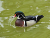 Canard carolin = Aix sponsa, Parc des Oiseaux, Villars-les-Dombes (France)