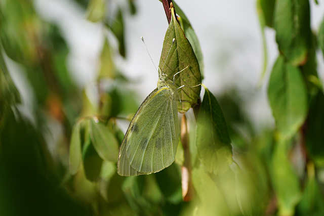 Pieris brassicae