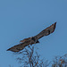 An eagle at Bosque del Apache5