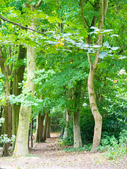 Eastham woods (2)
