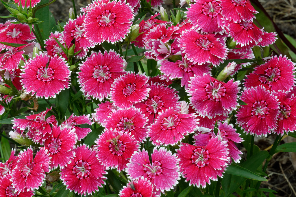Dianthus