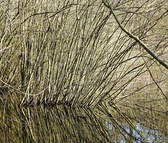 20200321 6976CPw [D~LIP] Purpur-Weide (Salix purpurea), Bad Salzuflen