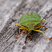 20110519 2630RAw [D~MI] Grüne Stinkwanze, Großes Torfmoor, Hille