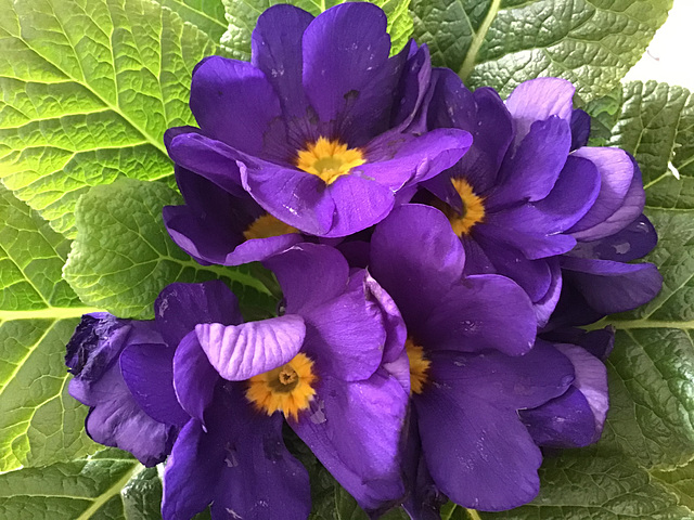 Bouquet de Violettes