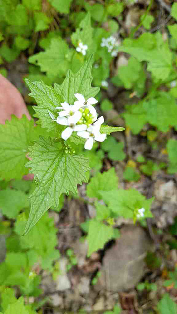 Bielatal 035