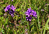 Knäuel-Glockenblume (Campanula glomerata), auch Büschel-Glockenblume genannt