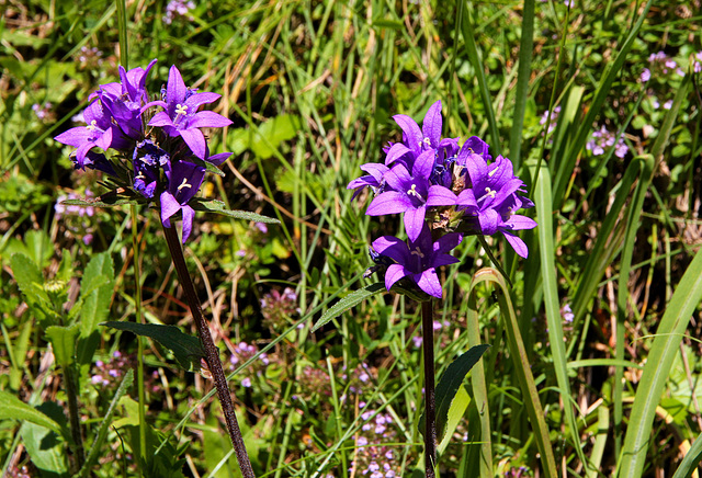 Knäuel-Glockenblume (Campanula glomerata), auch Büschel-Glockenblume genannt