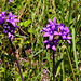 Knäuel-Glockenblume (Campanula glomerata), auch Büschel-Glockenblume genannt