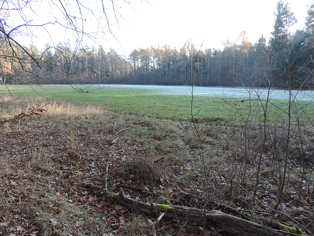 Waldlichtung im Dezember