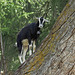 The wildlife of Livigno, Sondrio - The goat mountaineer