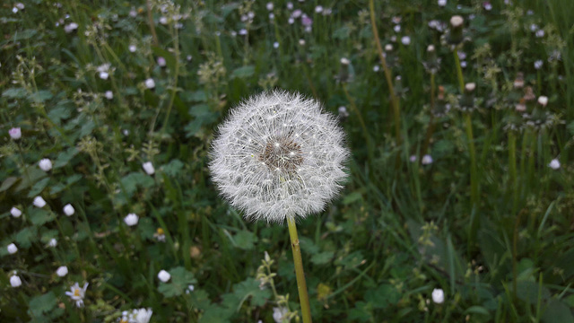 Dandelion