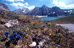 Gentianes au Lünersee - Vorarlberg - Autriche