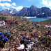 Gentianes au Lünersee - Vorarlberg - Autriche