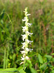 Spiranthes cernua