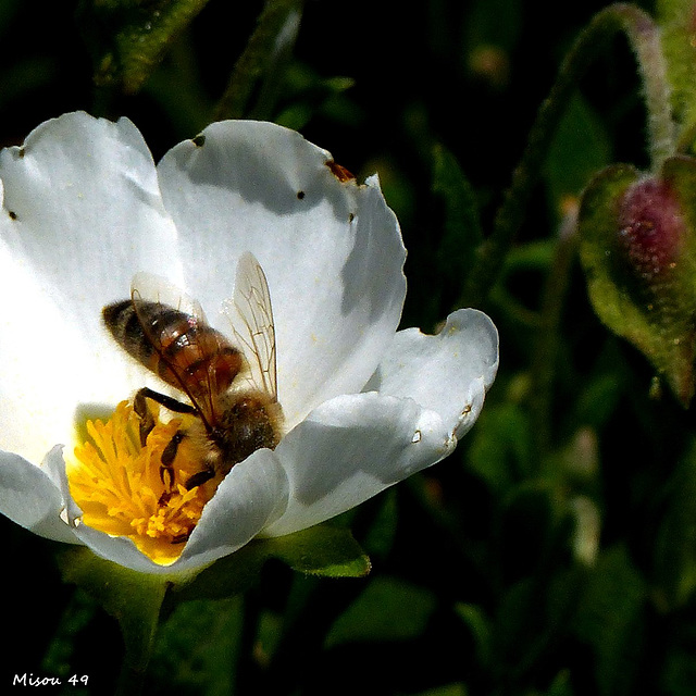 MON JARDIN