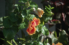 Hibiscus / Painted flower