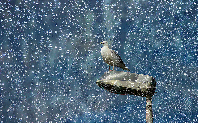 Toute la pluie tombe sur moi ...........