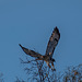An eagle at Bosque del Apache6