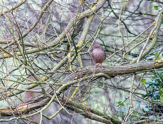 A tree climbing mallard