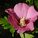 20210826 2585CPw [D~LIP] Straucheibisch (Hibiscus syriacus), Regentropfen, Bad Salzuflen