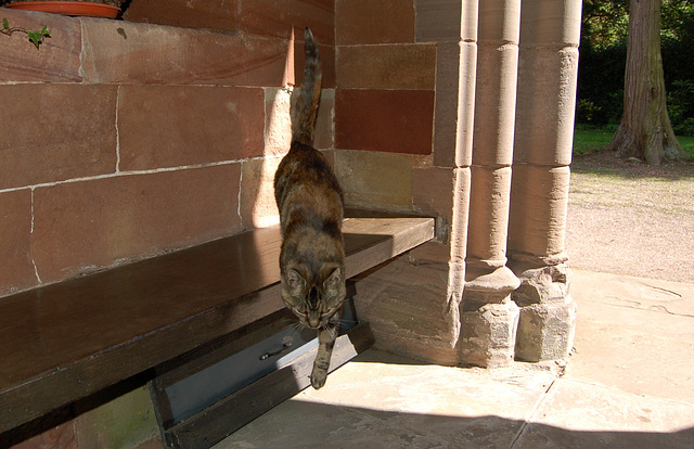 Cat in Porch of Elford Church, Staffordshire