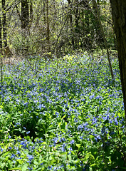 Virginia bluebells 20250518 090839 Virginia bluebells 20250518 090839