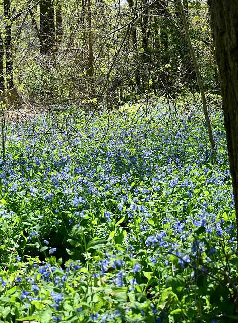 Virginia bluebells 20250518 090839