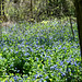 Virginia bluebells 20250518 090839