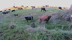 Cattle On The Hill.