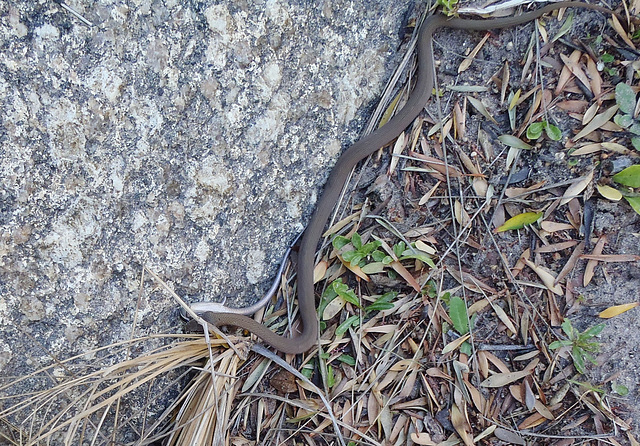 White-Lipped Snake & skink