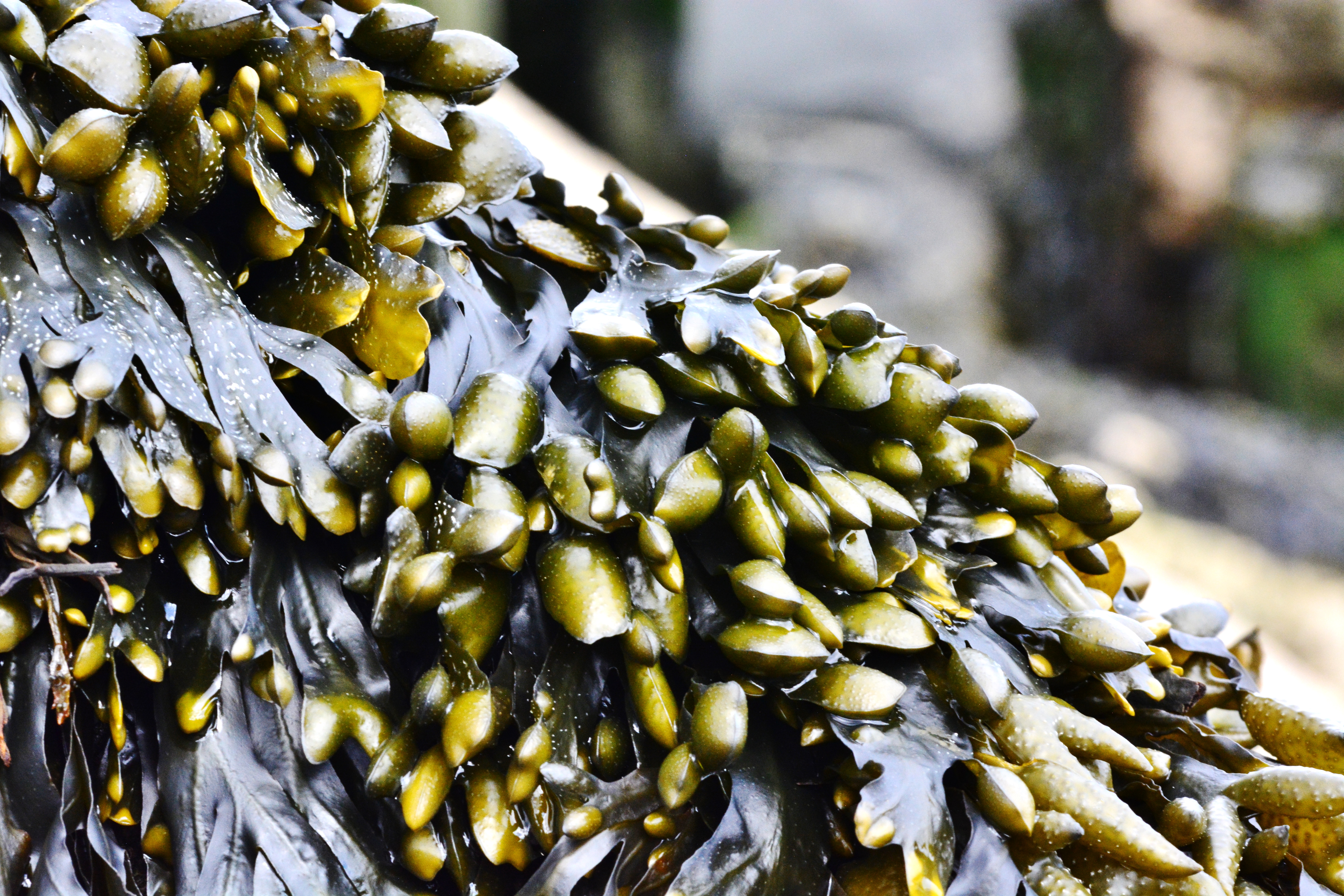 Seaweed