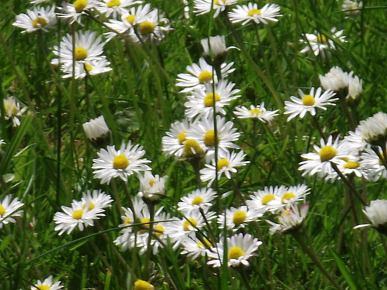 So many daisies