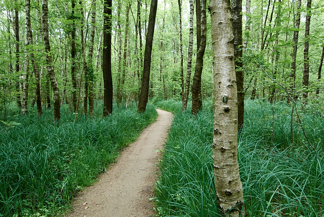 waldweg-1210110-co-31-05-15