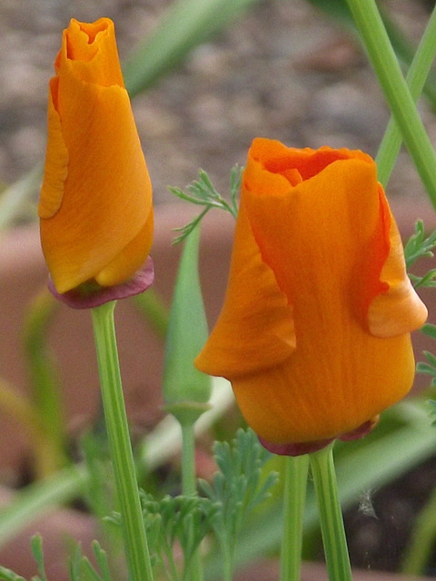 Just love the way the petals wrap themselves around each other