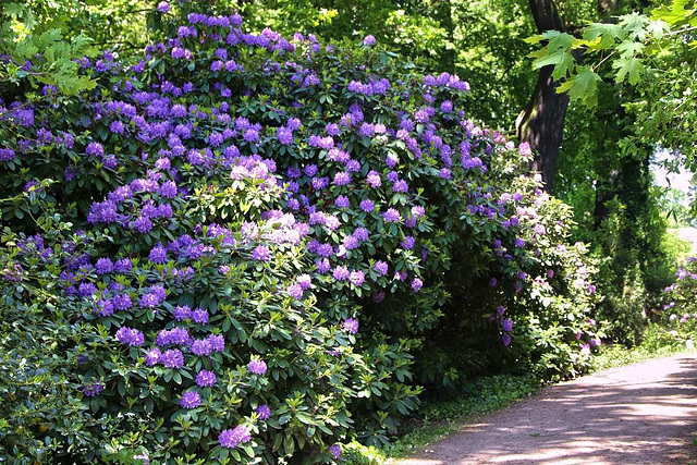 Wörlitzer Park Rhododendren Blüte 28.05.2017 19