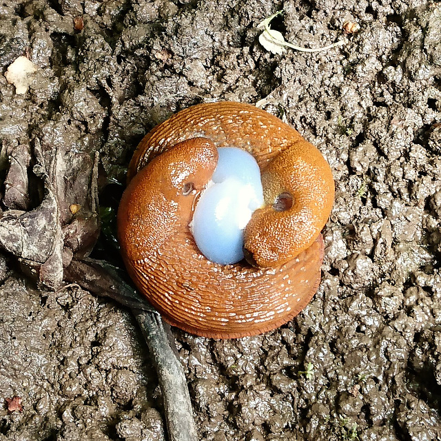 2 Schneckenviecher