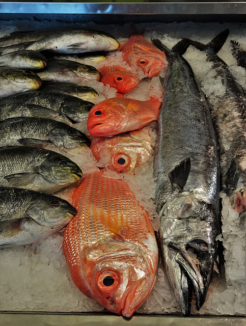 Auckland Fish Market 5