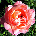 Mosolygó rózsa  Smiling rose