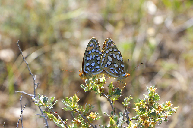 Callippe Fritillaries