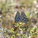 Callippe Fritillaries