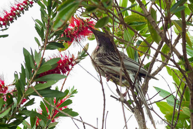 Red Wattlebird