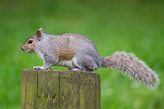 Eastham woods squirrel (12)