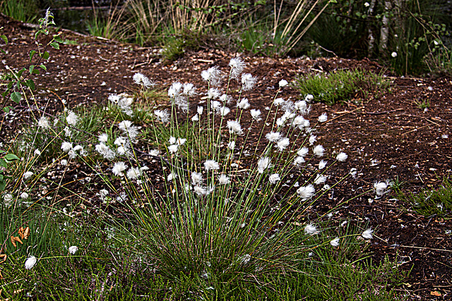 20110519 2599RAw [D~MI] Scheidiges Wollgras (Eriophorum vaganatum), Großes Torfmoor, Hille