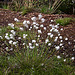 20110519 2599RAw [D~MI] Scheidiges Wollgras (Eriophorum vaganatum), Großes Torfmoor, Hille