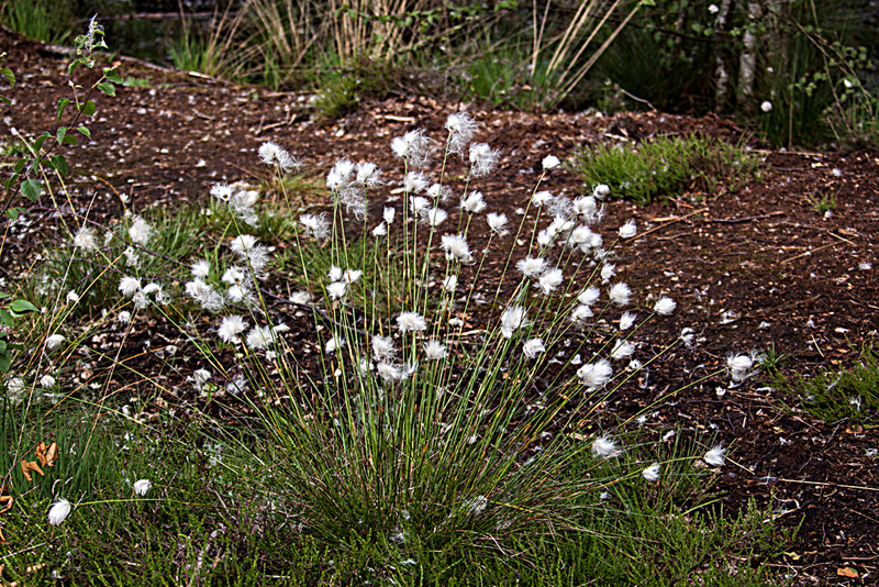 20110519 2599RAw [D~MI] Scheidiges Wollgras (Eriophorum vaganatum), Großes Torfmoor, Hille