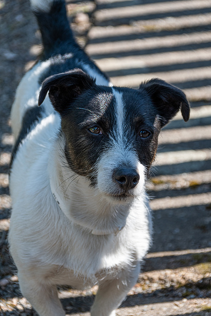 "Anton" - or the fence in his eye!