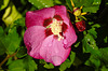 20210826 2586CPw [D~LIP] Straucheibisch (Hibiscus syriacus), Regentropfen, Bad Salzuflen